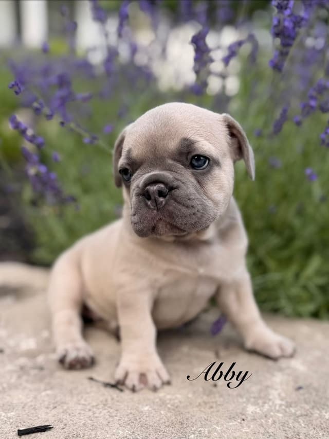 AKC French bulldog puppy media 3