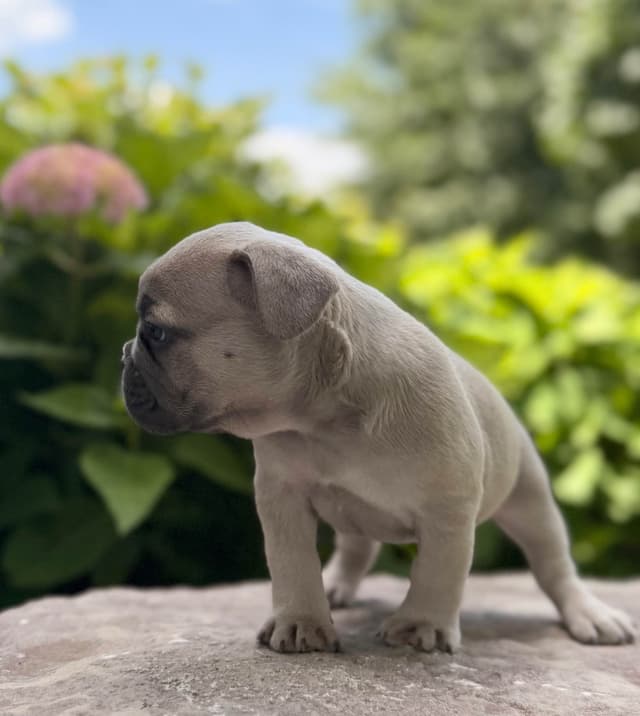 AKC French bulldog puppy media 4