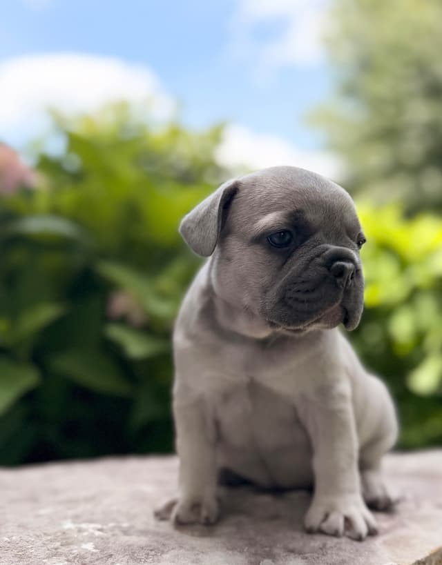 AKC French bulldog puppy media 5