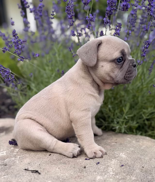 AKC French bulldog puppy media 6