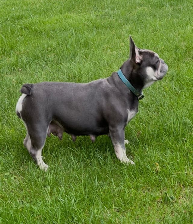 AKC French bulldog puppy media 7