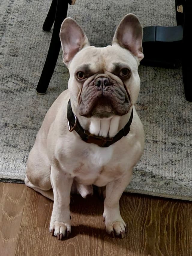 AKC French bulldog puppy media 9