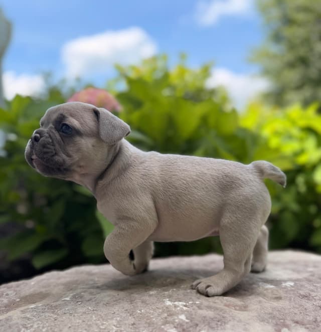 AKC French bulldog puppy media 10