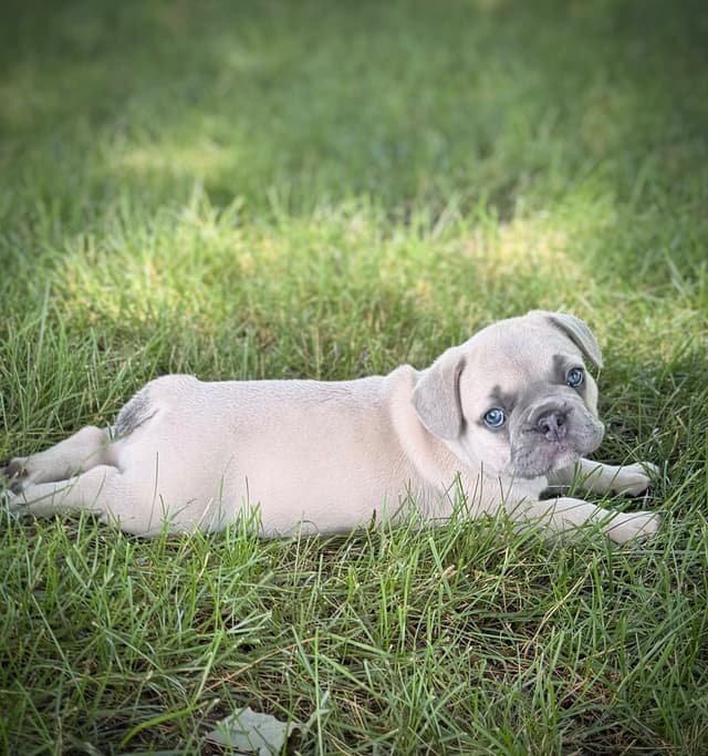 AKC French bulldog puppy media 11