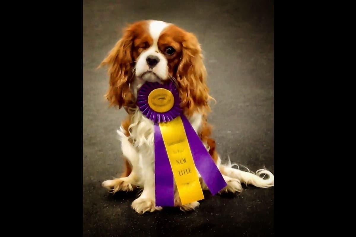 Cavalier King Charles Spaniel Puppies breeder image 1