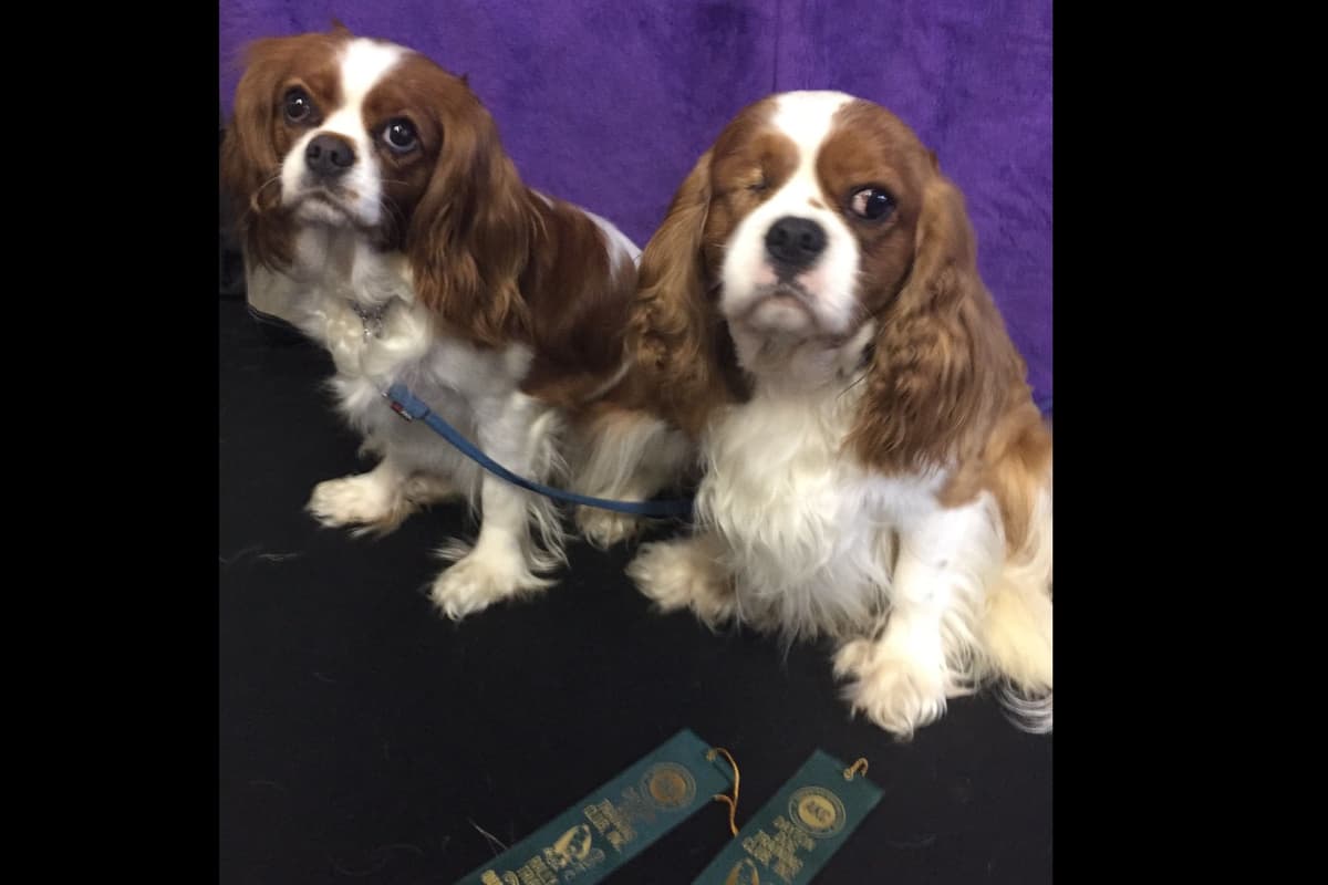 Cavalier King Charles Spaniel Puppies breeder image 2