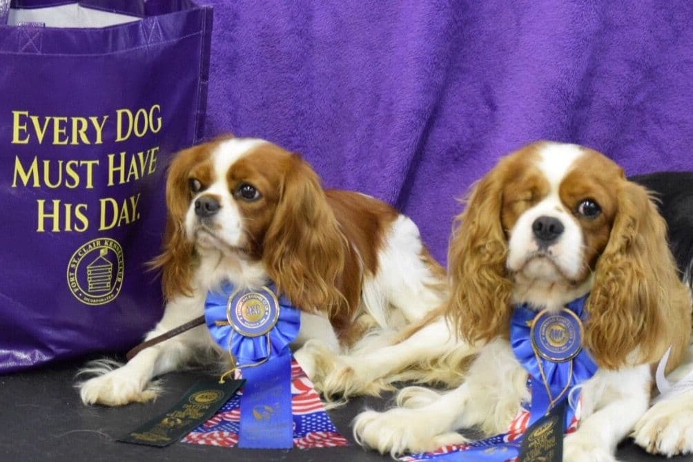 Cavalier King Charles Spaniel Puppies breeder image 3