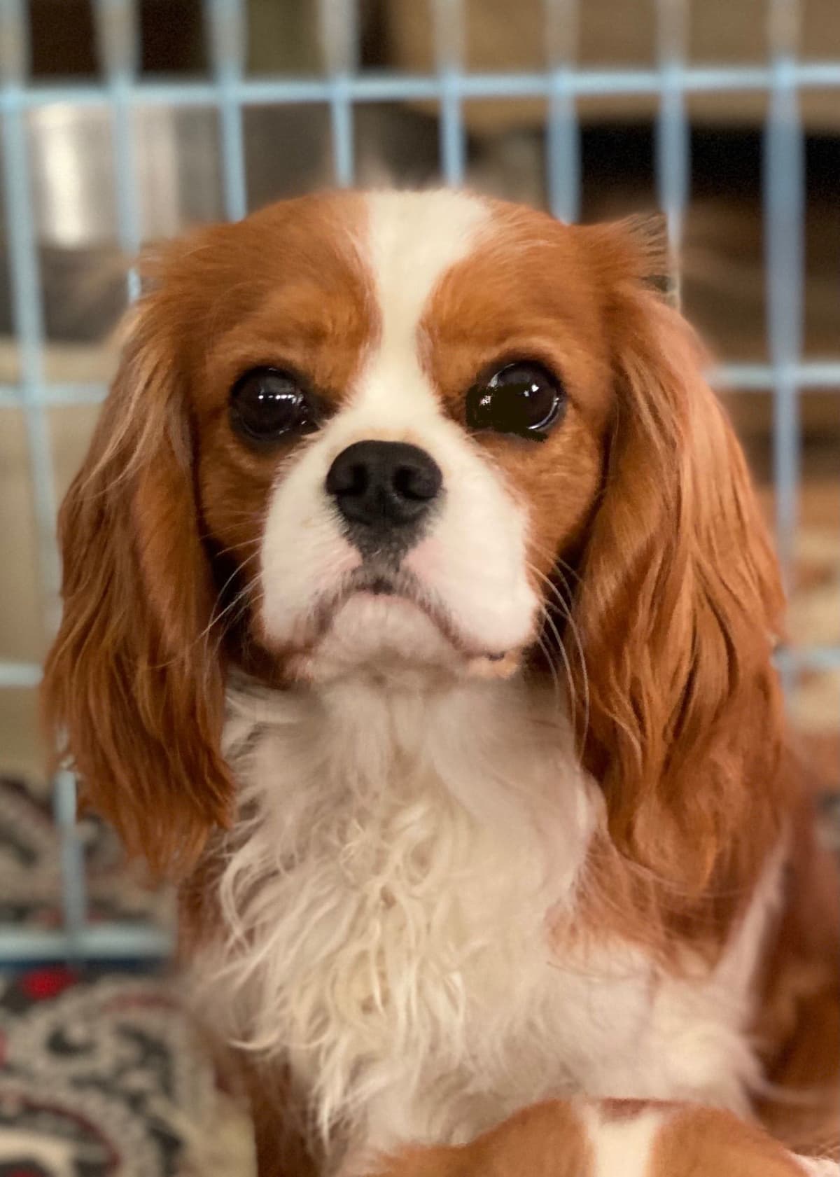 Cavalier King Charles Spaniel Puppies breeder image 7