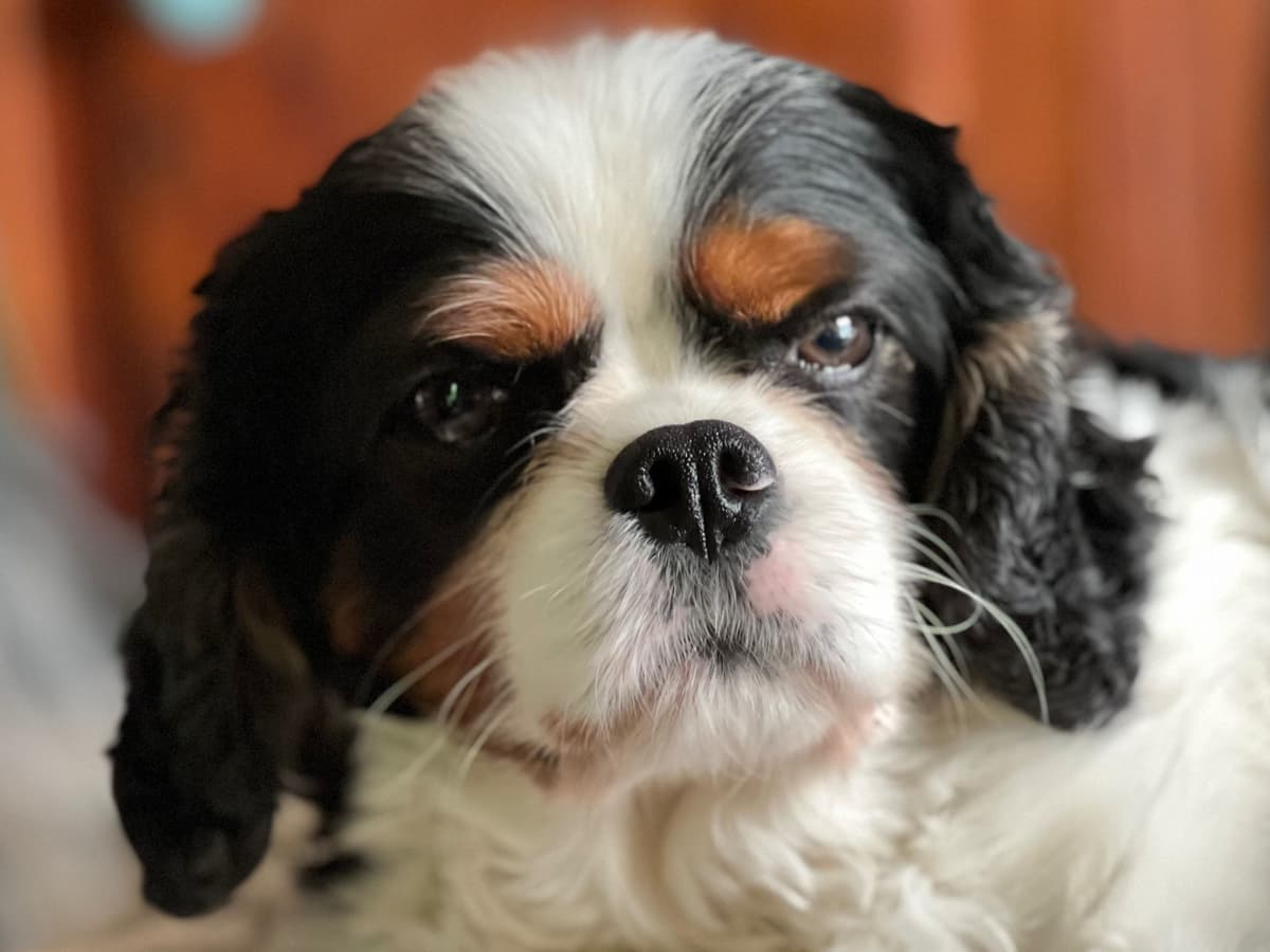 Cavalier King Charles Spaniel Puppies breeder image 8