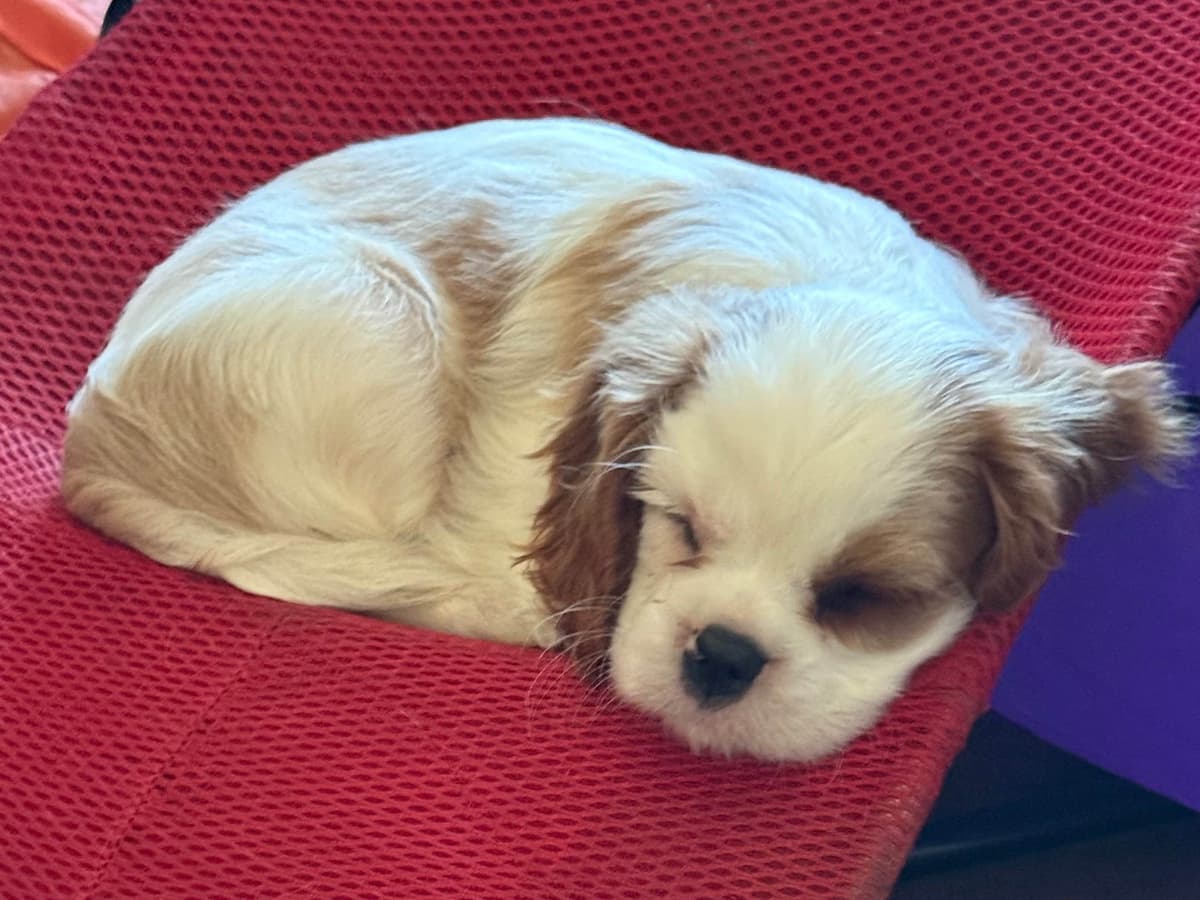 Cavalier King Charles Spaniel Puppies breeder image 9