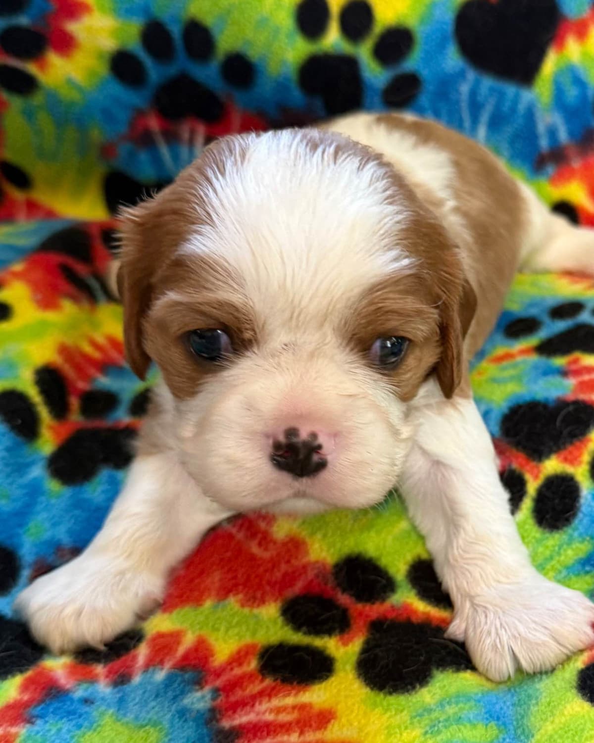 Cavalier King Charles Spaniel Puppies breeder image 11