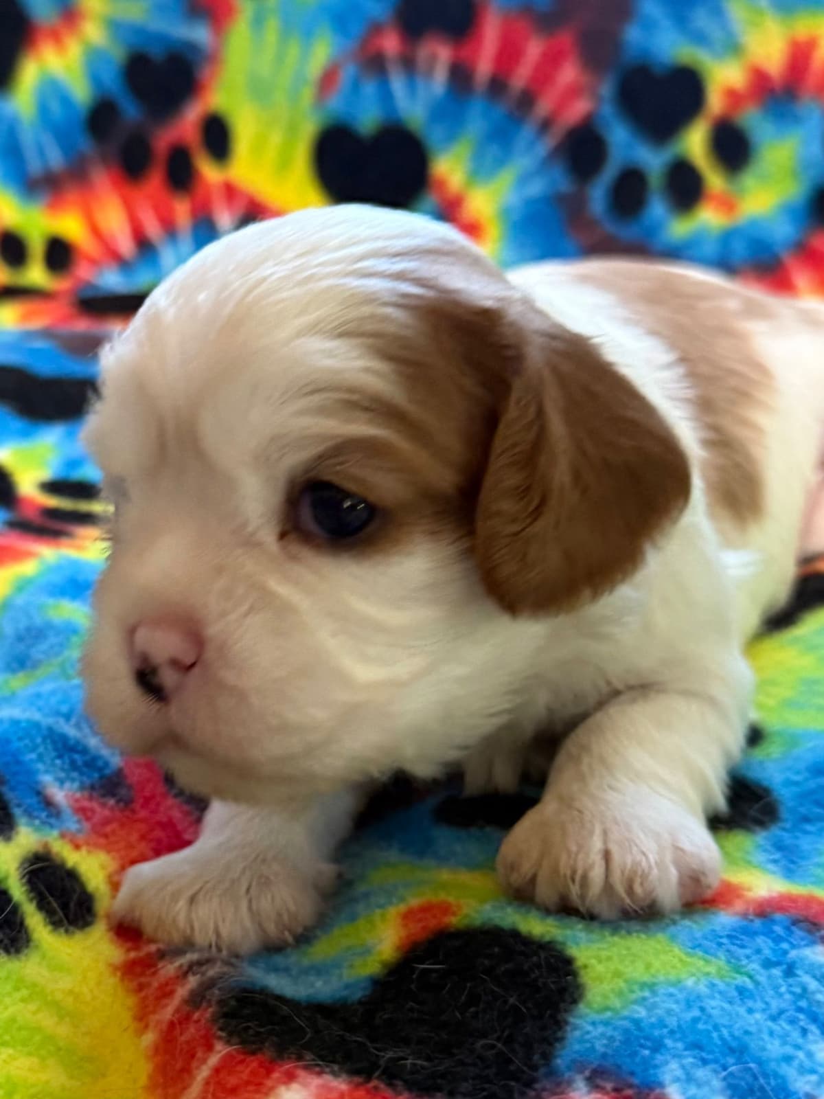 Cavalier King Charles Spaniel Puppies breeder image 12