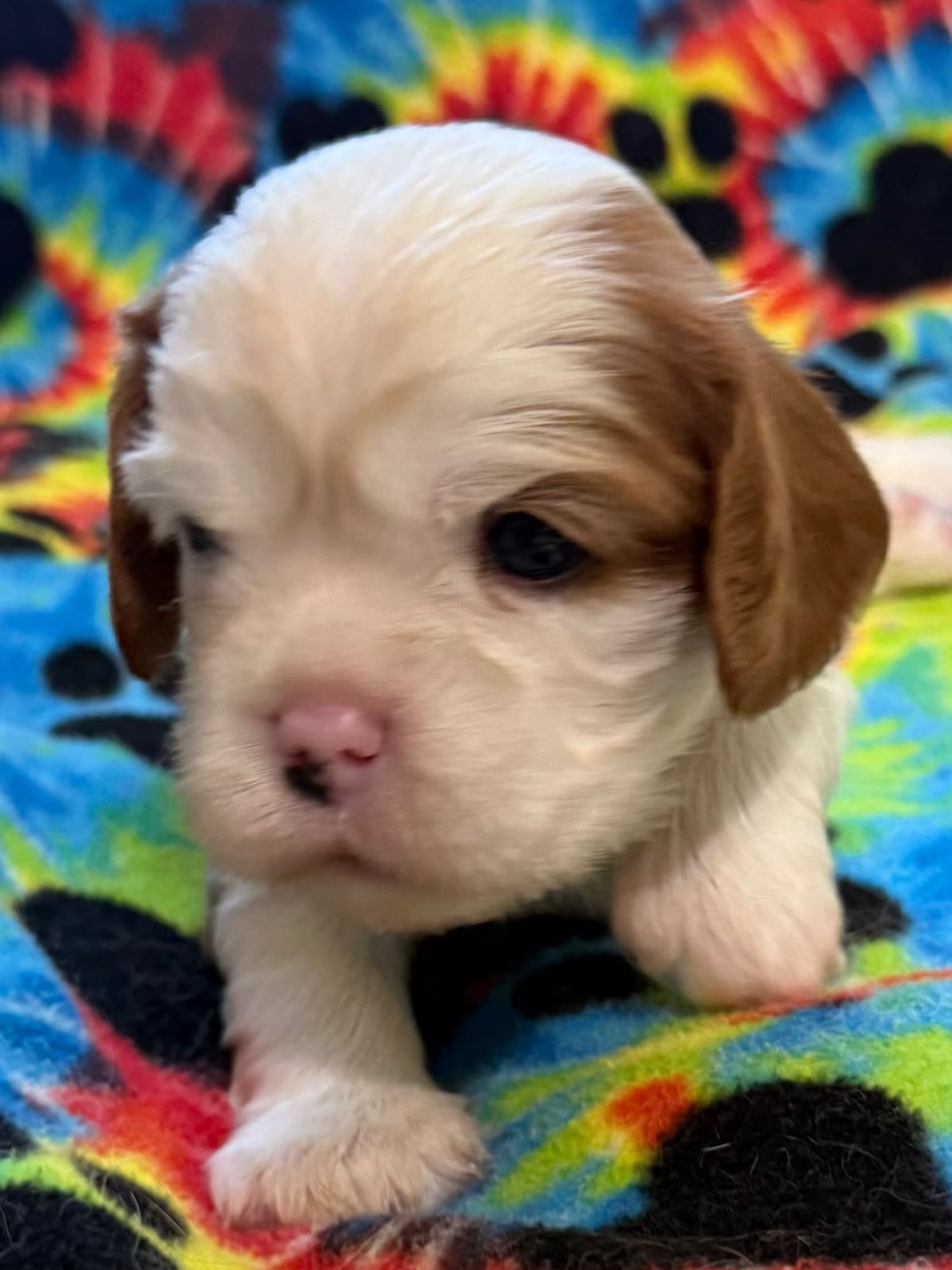 Cavalier King Charles Spaniel Puppies breeder image 14