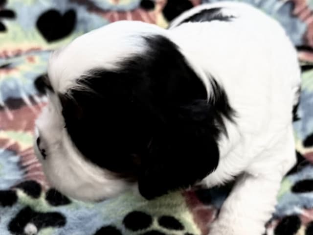 Cavalier King Charles Spaniel Puppies media 2