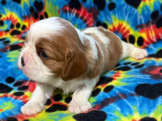 Cavalier King Charles Spaniel Puppies media 5