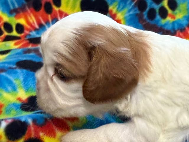 Cavalier King Charles Spaniel Puppies media 4