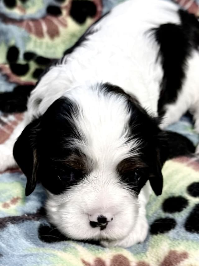 Cavalier King Charles Spaniel Puppies media 7