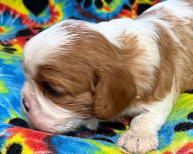 Cavalier King Charles Spaniel Puppies media 8