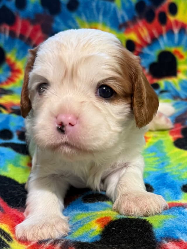 Cavalier King Charles Spaniel Puppies media 9