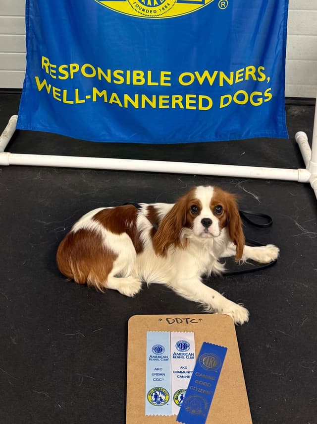 Cavalier King Charles Spaniel Puppies media 12