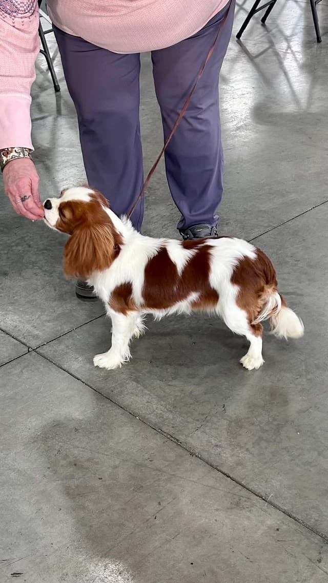 Cavalier King Charles Spaniel Puppies media 11