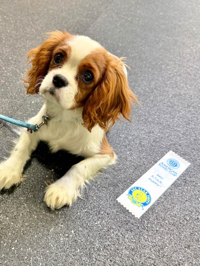Cavalier King Charles Spaniel Puppies media 13