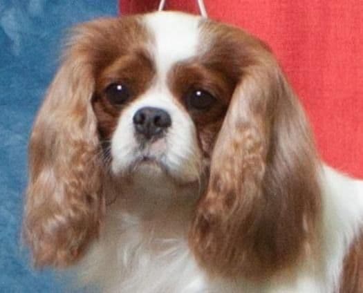 Cavalier King Charles Spaniel Puppies media 17