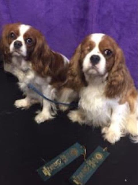 Cavalier King Charles Spaniel Puppies media 16