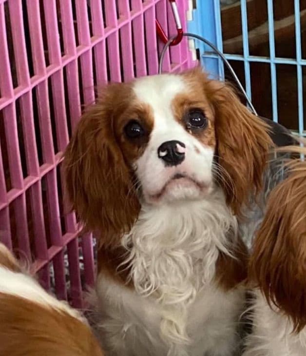 Cavalier King Charles Spaniel Puppies media 15