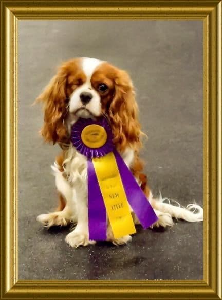 Cavalier King Charles Spaniel Puppies media 19