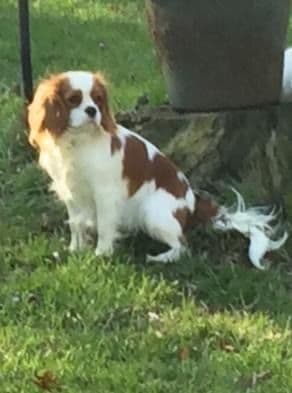 Cavalier King Charles Spaniel Puppies media 18