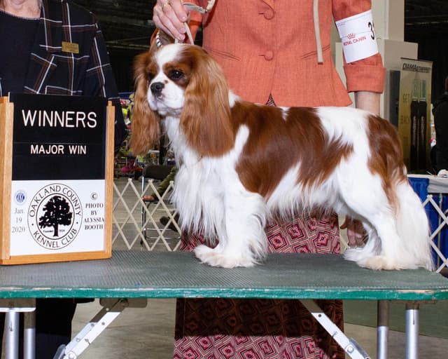 Cavalier King Charles Spaniel Puppies media 20