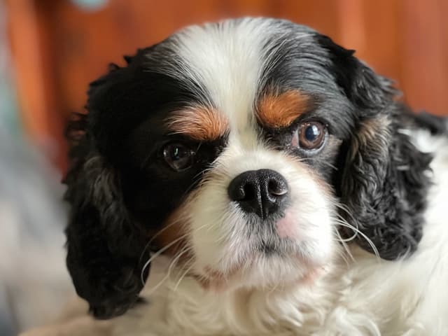 Cavalier King Charles Spaniel Puppies media 21