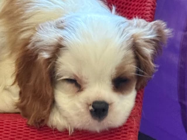 Cavalier King Charles Spaniel Puppies media 26