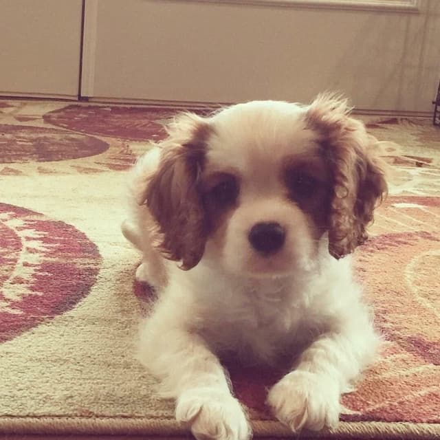 Cavalier King Charles Spaniel Puppies media 22