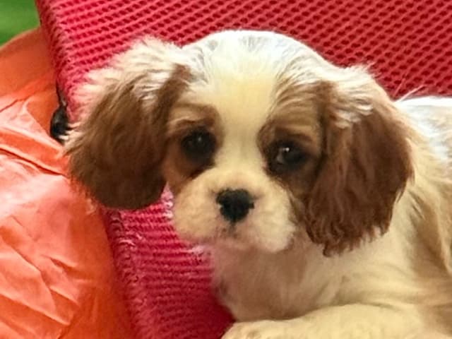 Cavalier King Charles Spaniel Puppies media 24