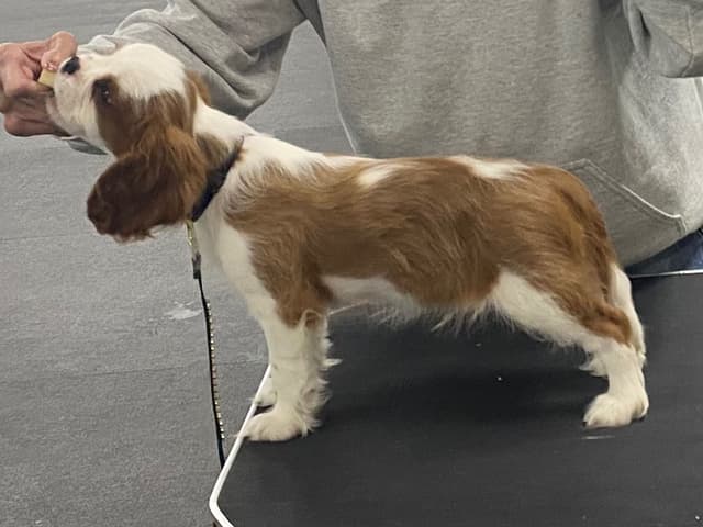Cavalier King Charles Spaniel Puppies media 25