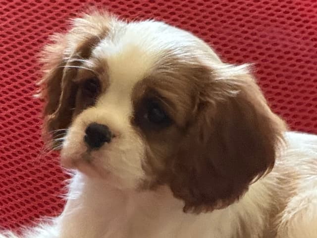 Cavalier King Charles Spaniel Puppies media 23