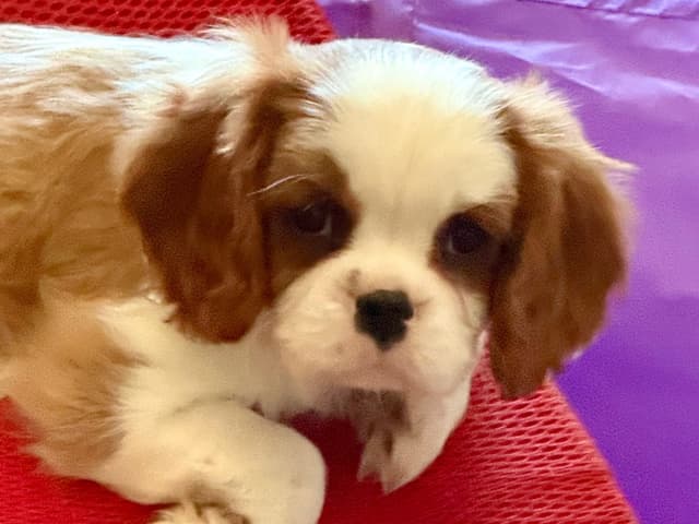 Cavalier King Charles Spaniel Puppies media 27