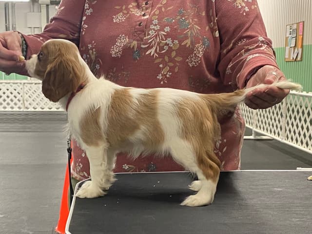 Cavalier King Charles Spaniel Puppies media 28