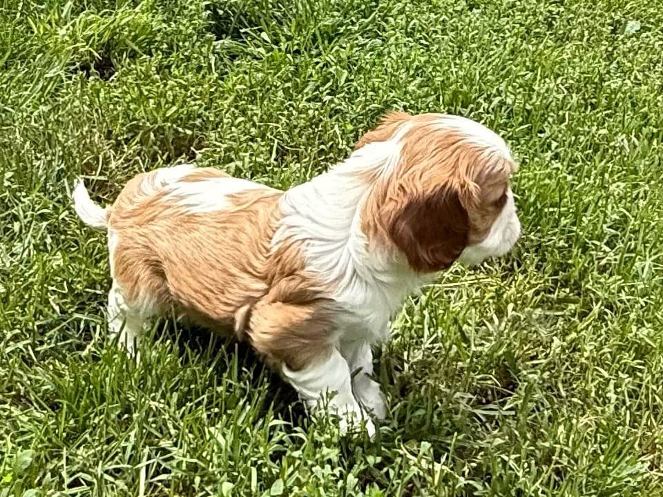 Cavalier King Charles Spaniel Puppies breeder image 17