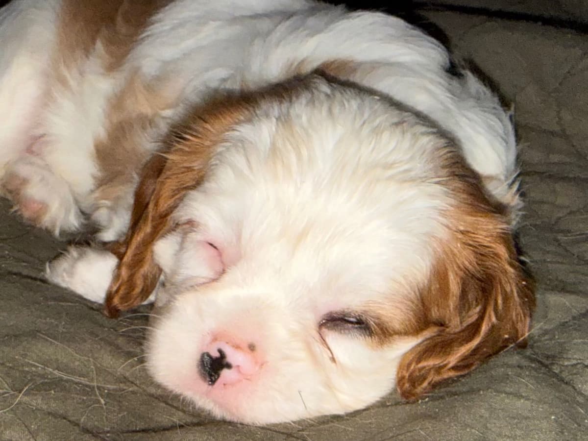 Cavalier King Charles Spaniel Puppies breeder image 24