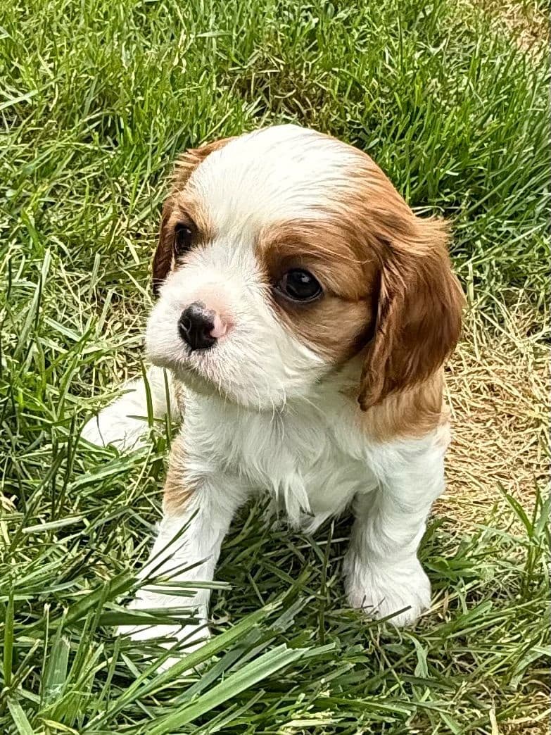Cavalier King Charles Spaniel Puppies breeder image 21