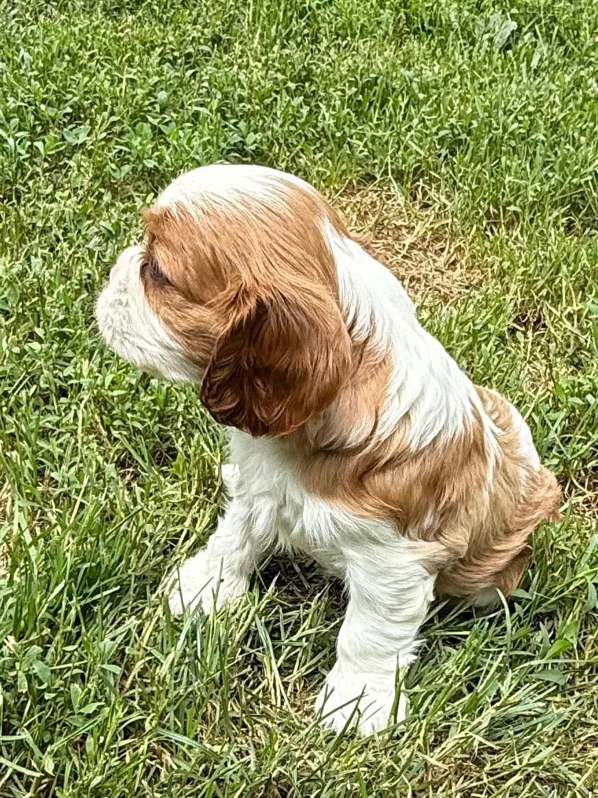 Cavalier King Charles Spaniel Puppies breeder image 22
