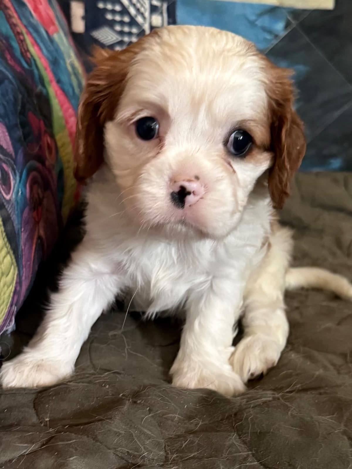 Cavalier King Charles Spaniel Puppies breeder image 20