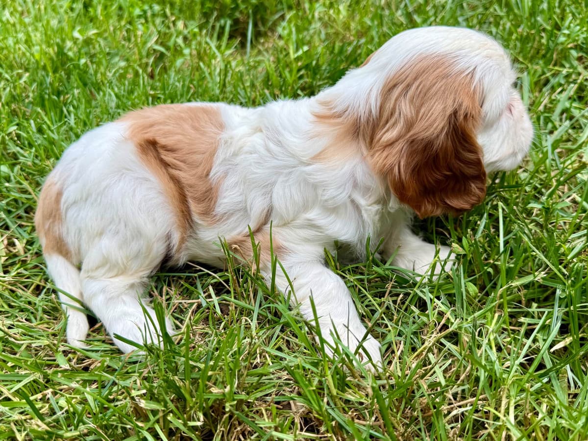 Cavalier King Charles Spaniel Puppies breeder image 25