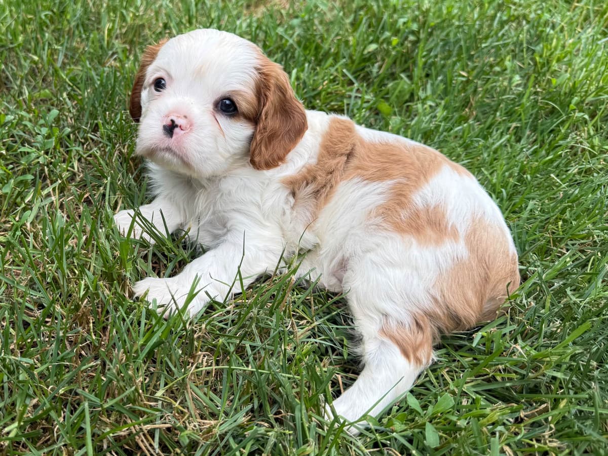 Cavalier King Charles Spaniel Puppies breeder image 26