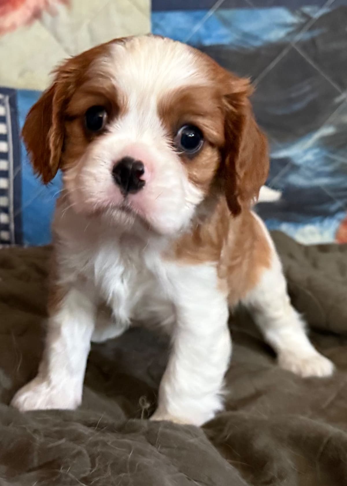 Cavalier King Charles Spaniel Puppies breeder image 27