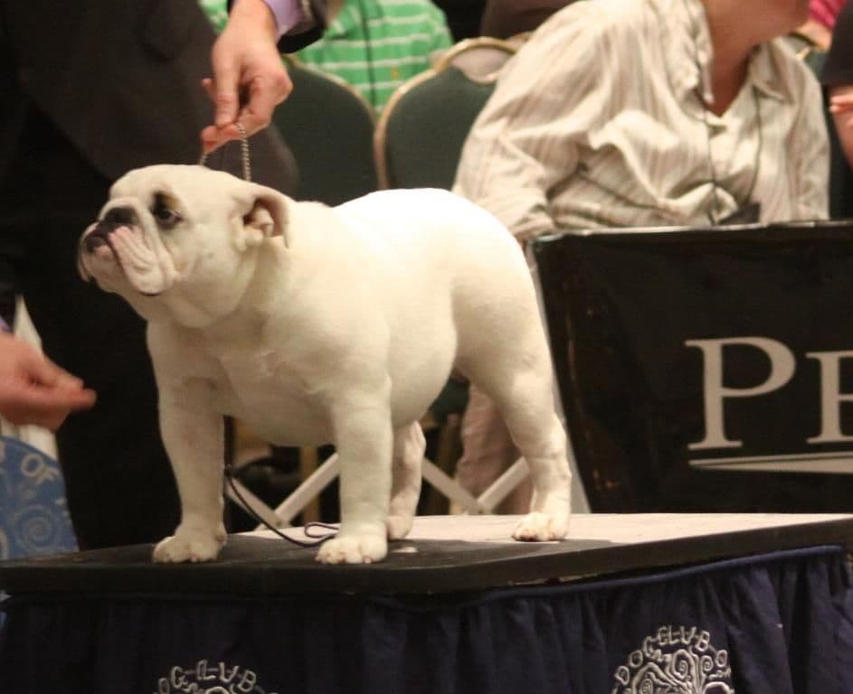 Dezi & Petey Litter breeder image 1