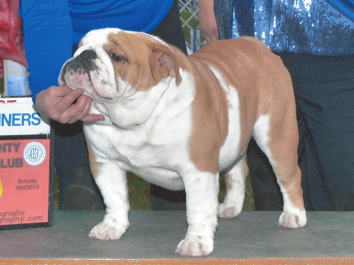 Dezi & Petey Litter breeder image 3